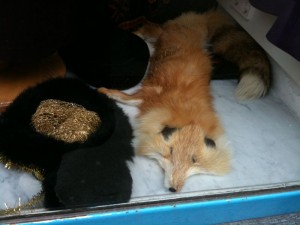Fuchs-Stola, Humana